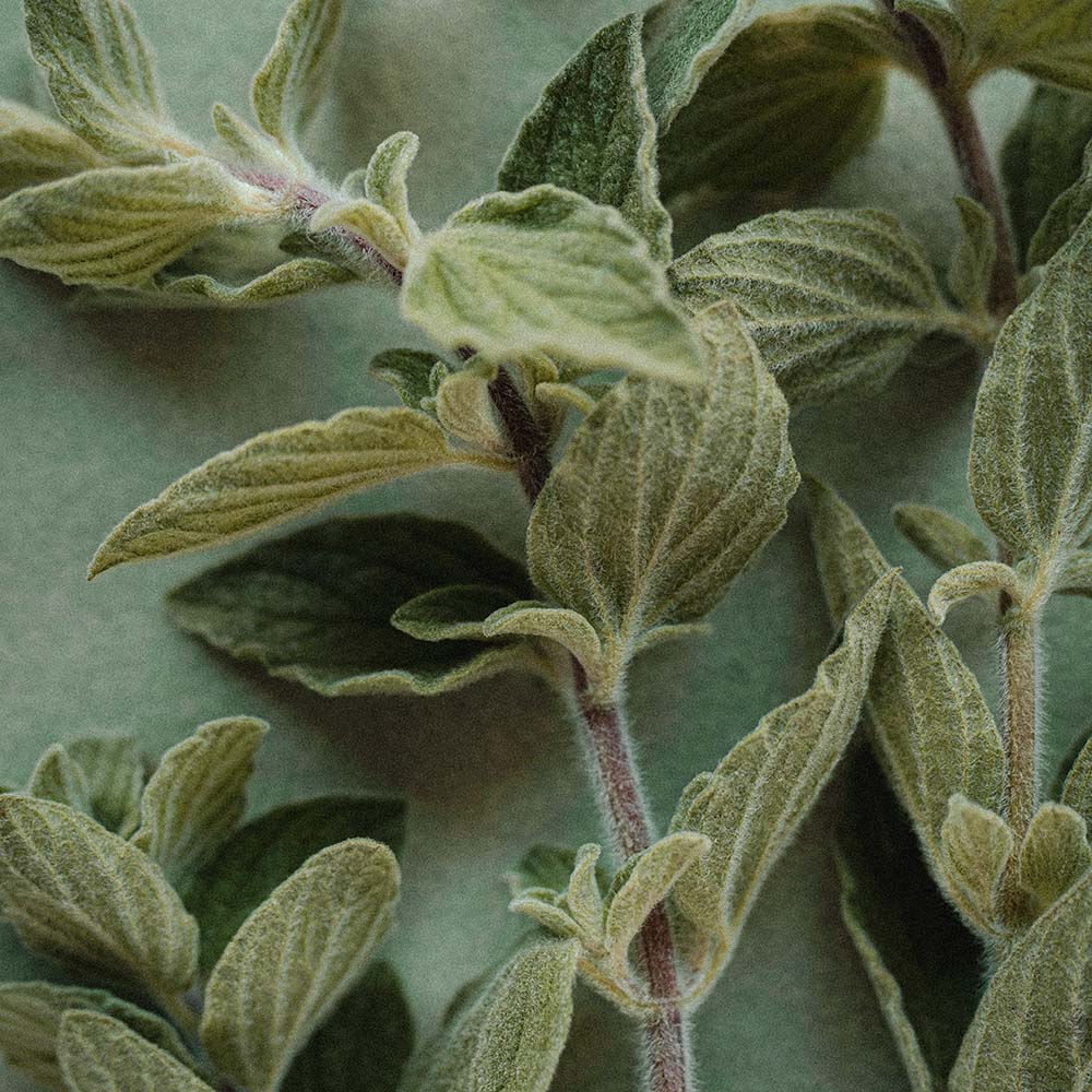 360floralflaves 0z3q2eycm0c unsplash.jpg